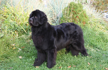 Черный ньюфаундленд в стойке на фоне зелени, анфас