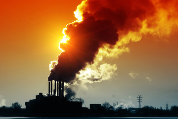 Plant with smoke under sunset light