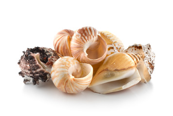 Sea shells