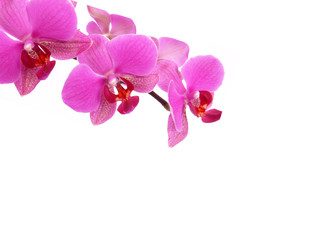 Naklejka na ściany i meble orchidee