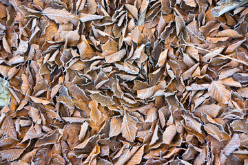 Frozen leaves