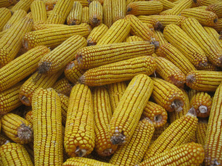 yellow corn