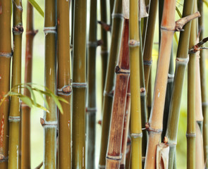 Bamboo