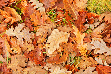 Fondo de hojas en otoño