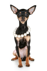 Russian sleek-haired toy terrier puppy with beads of pearls (fun