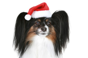 Papillon breed dog in red christmas hat