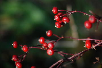 knallrote Beeren Detail