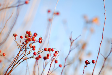 rote Beeren blauer Himmel