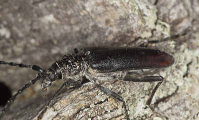 Great capricorn beetle (Cerambyx cerdo)