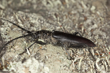 Great capricorn beetle (Cerambyx cerdo)