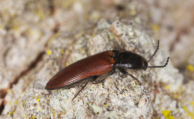 Red click beetle sitting on wood, macro photo
