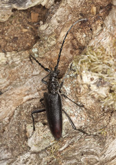 Great capricorn beetle (Cerambyx cerdo)
