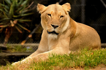 Resting female lion in a grassy area