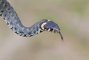 grass snake