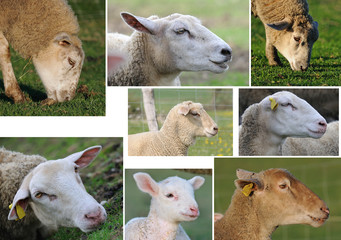 différentes têtes de moutons de profils © thieury
