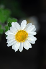 Obraz premium 白い菊
