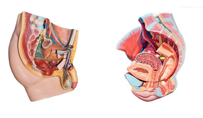 Male, female pelvis anatomy.  Reproduction system