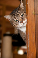 Katze, Hauskatze, Haustier, europäisch