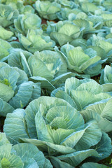 Fototapeta na wymiar Cabbage farming at organic food farm