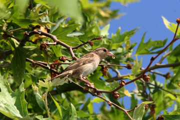 Sparrow