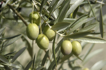 Olivas 22