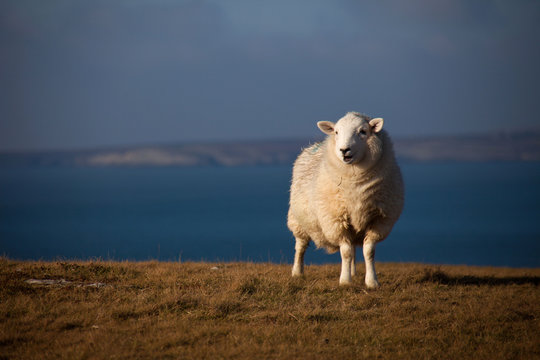 Sheep at the coast