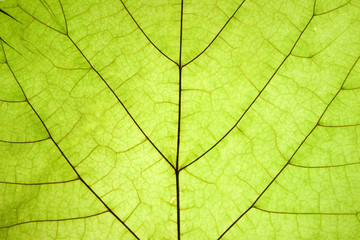 Naklejka na ściany i meble Szczegóły tekstury zielony liść suchy