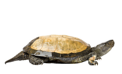 Obraz premium swamp turtle, isolated on a white background