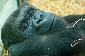restful gorilla 2533 © rob francis