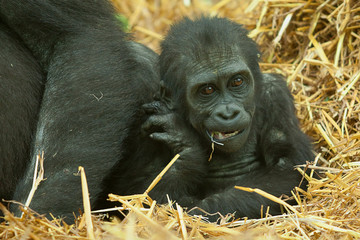 Obraz premium baby gorilla 7991