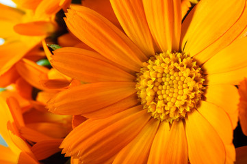 orange gerber flowers