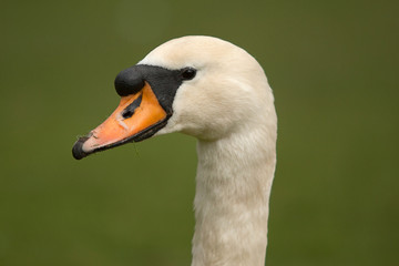 swan portrait 7325
