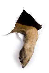 dog foot