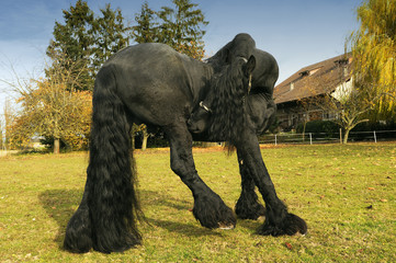 cheval frison noir