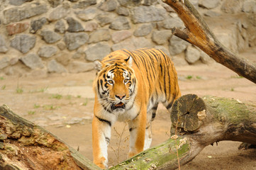 tiger