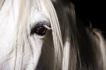 Fototapeten White horse eye © Foto.Priganica