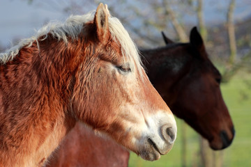 Obraz premium Nutztiere, Das schöne Pferd