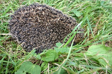 kleiner Igel