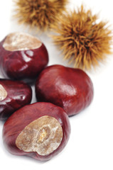 chestnuts