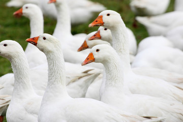 St. Martinsgans und Weihnachtsgans, einfach lecker