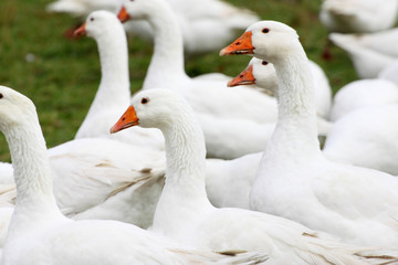 St. Martinsgans und Weihnachtsgans, einfach lecker
