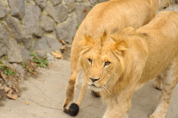 lion