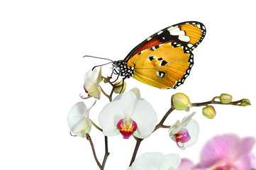 Schmetterling 30