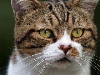 とぼけた顔の猫