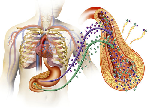 Tipos de deabetes