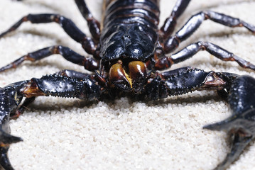 skorpion 22
