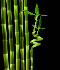Fototapeta na wymiar bamboo on black