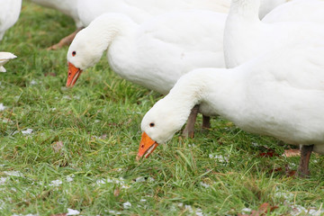 St. Martinsgans und Weihnachtsgans, einfach lecker