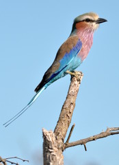 Fototapeta premium Lilac Breasted Roller