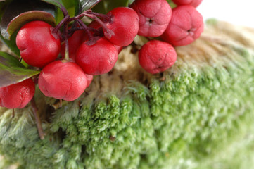 Heilpflanze Gaultheria Homöopathie Scheinbeere